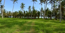 Beach Front Land for Sale in Cemagi